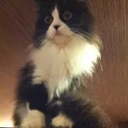 SHOPの画像