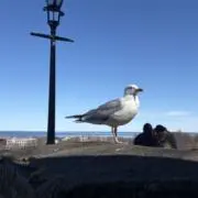 かもめの画像