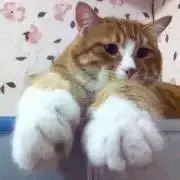 とらくんの画像
