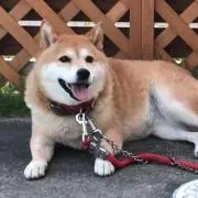 ムジャリ(プロフ必読)の画像