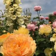 ままピヨの画像