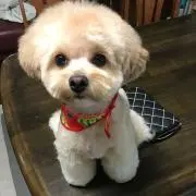 ノリッキャの画像