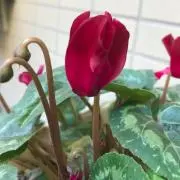 聡子の画像