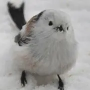 にゃんこの画像