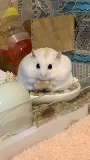 サリーの画像