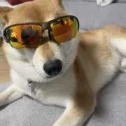 柴犬きな
