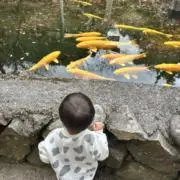 たけの画像