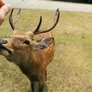 バンビの画像
