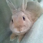うさみみの画像