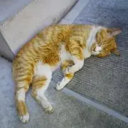 ペコちゃんの画像
