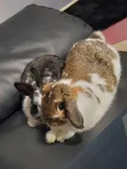 うさこ