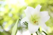 Manaの画像