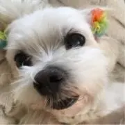 ひぐひぐ