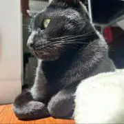 キン