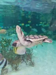 a.
