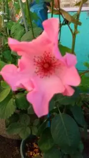 螢茶屋の画像