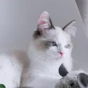新
