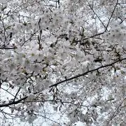 aaaaaの画像