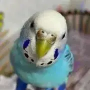 ゆずぽん【即購入OKです♪】の画像