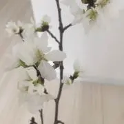 わっしょいの画像