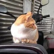 まむをの画像