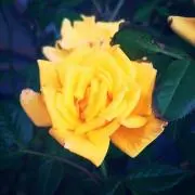 くまゆし