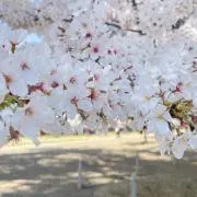 なほなほ