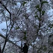 アップルパイの画像