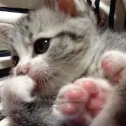 ぽんの画像
