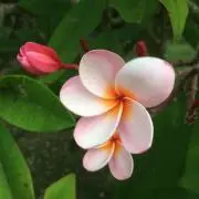 SakuraSakuraの画像