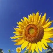 きょん