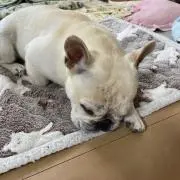 boo