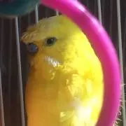 チョミコの画像