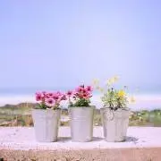 miの画像