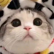 リリの画像