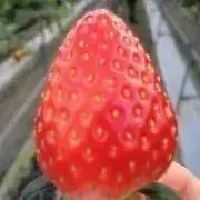 イチゴ☆プロフ確認要の画像