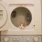 さくらの画像
