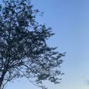 くまの画像