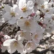 TKH537の画像