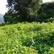 かあたんの画像