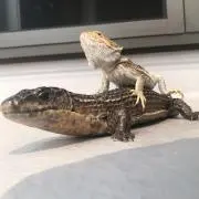 ぬぽの画像