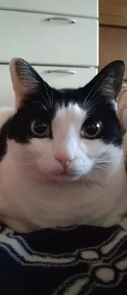 おぴの画像