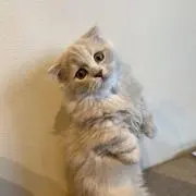 なっぴの画像