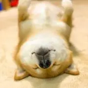 ぽんの画像