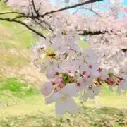 桜の画像