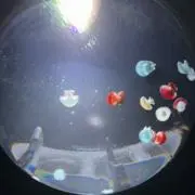 sayaの画像