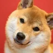 芝犬