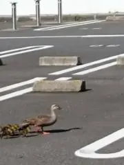 めめ