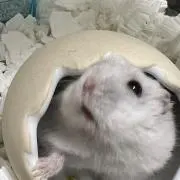 だいふくの画像