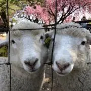 もつの画像